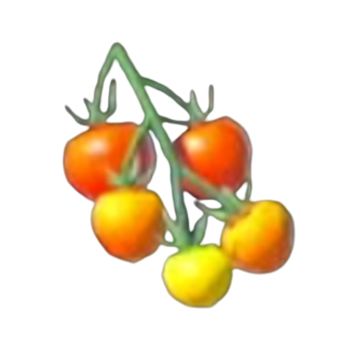 207 ハイラルトマトの画像