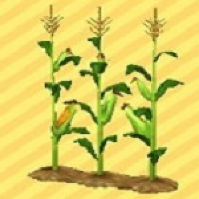 とうもろこしの画像